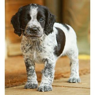 English Springer Spaniel Dog Breed Information With Images