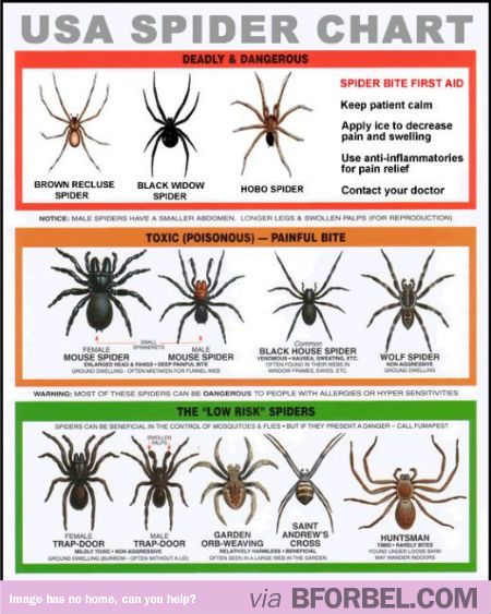 usa spider chart that tells you which are the dangerous all spiders chart