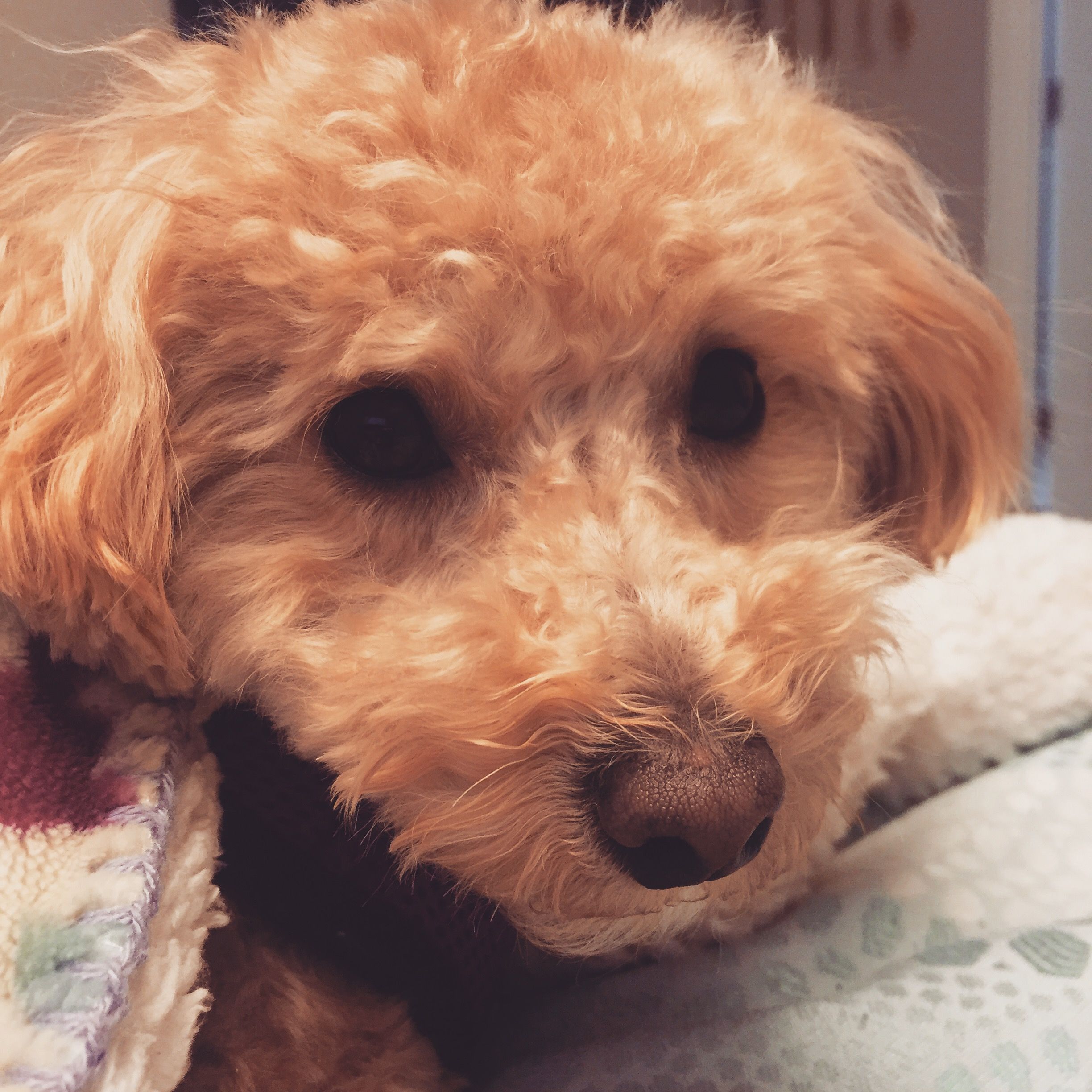 Pin By The Cb Diaries Carrie B On Coco S Corner Dogs Poodle