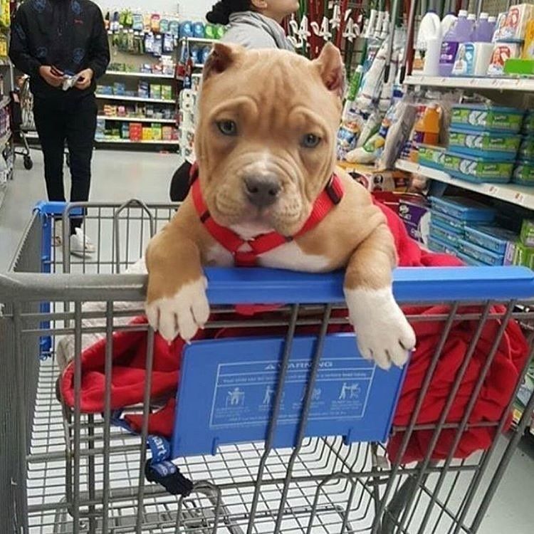 Pin By Monster On Dogs Cute Pitbulls Pitbulls Cute Pitbull Puppies