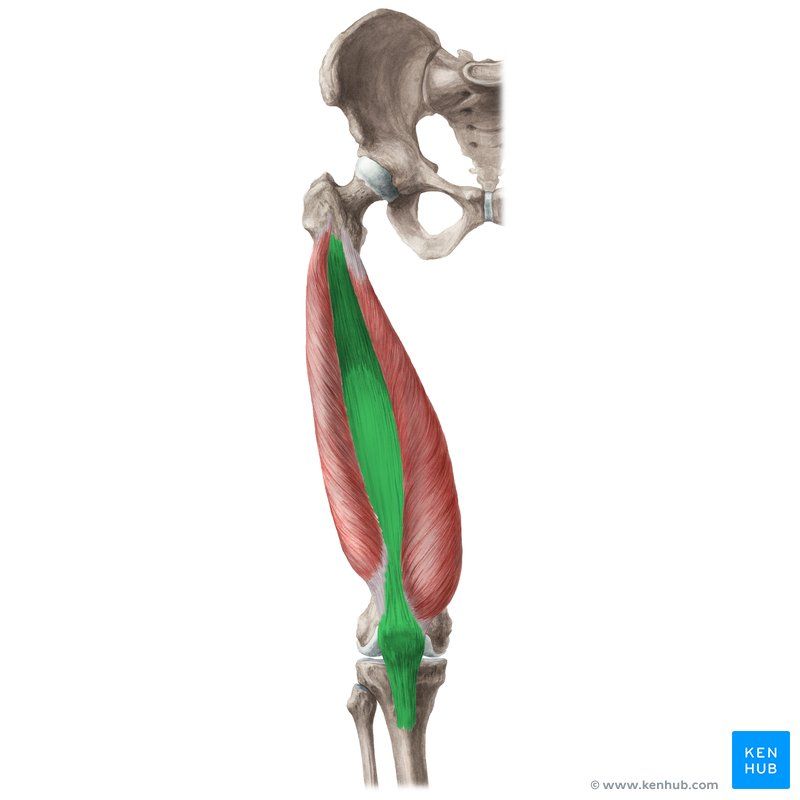 Quadriceps Femoris Muscle Human Body Anatomy Body Anatomy Muscle Anatomy