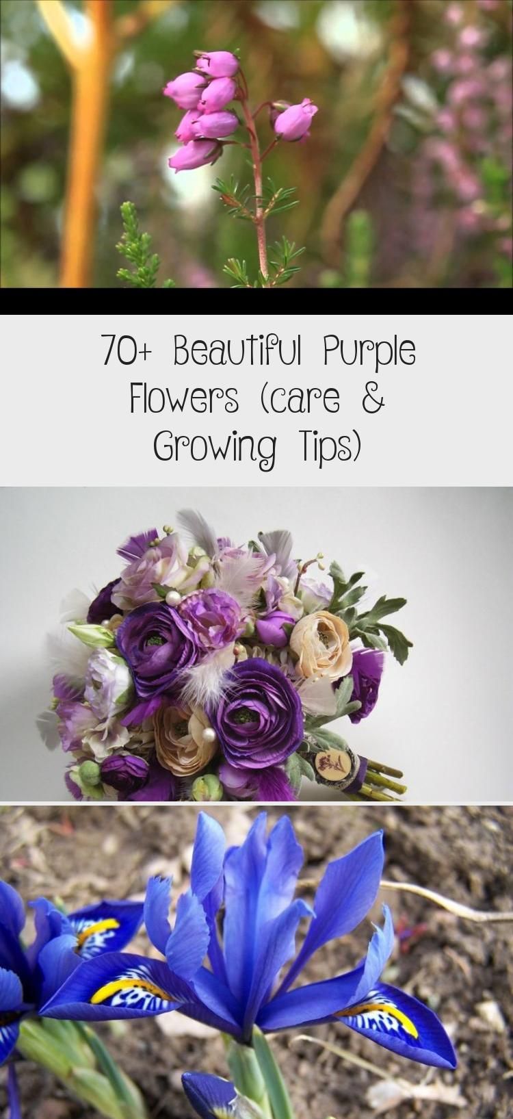 Pin On Gardening