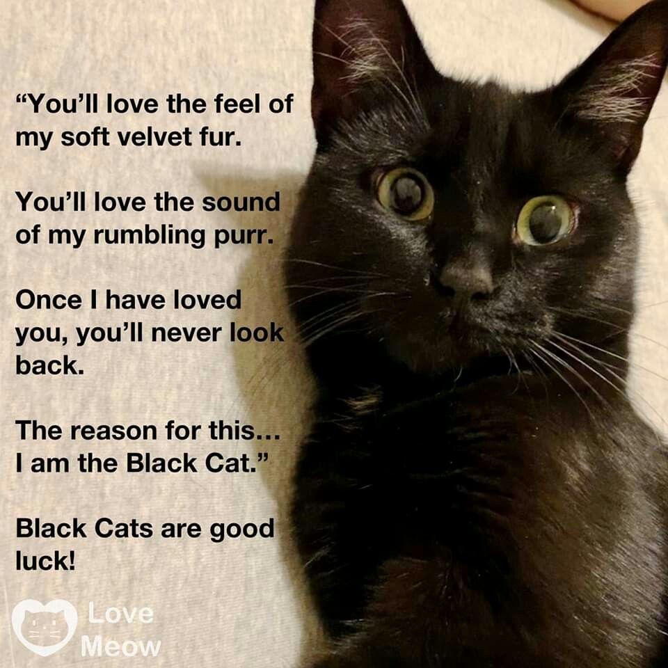 Pin By Marti Ahrens On Beautiful Black Cats In 2020 Cat Quotes Black pin-by-marti-ahrens-on-beautiful-black-cats-in-2020-cat-quotes-black