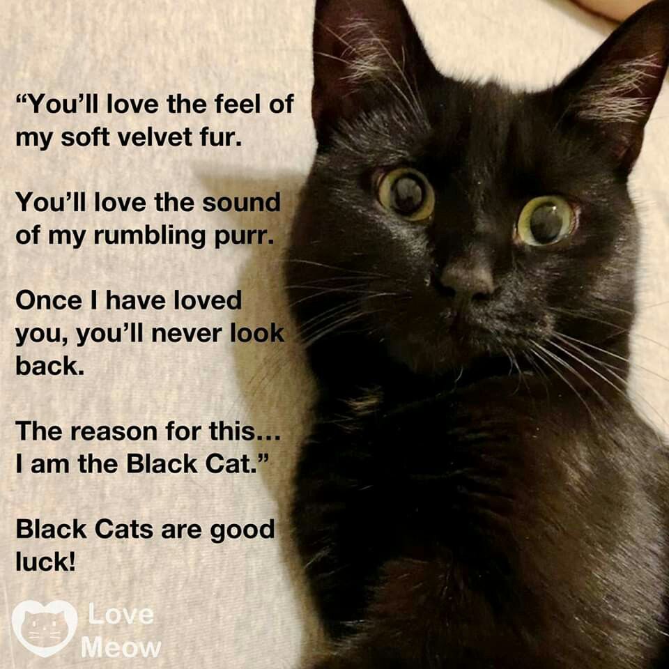 Black Cat Quote - Fred Lane