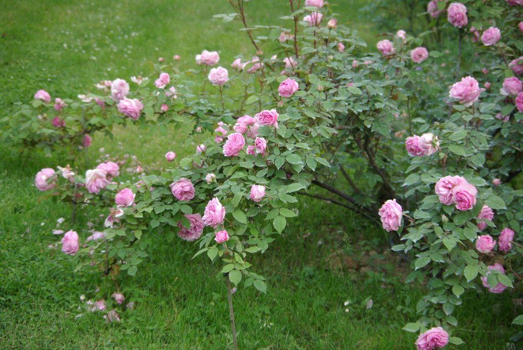 Mme Ernst Calvat 2009 Plants Rose Photo Mme Ernst Calvat 2009 Plants Rose Photo