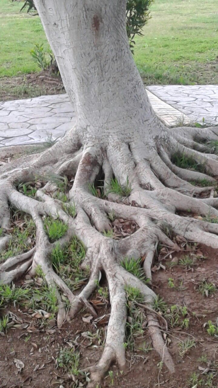 Kauçuk ağacı nedir Kauçuk ağacı nedir