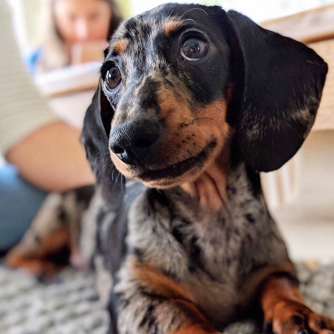 Dachshund Products Apparel And Gifts Dachshund Breed Clever