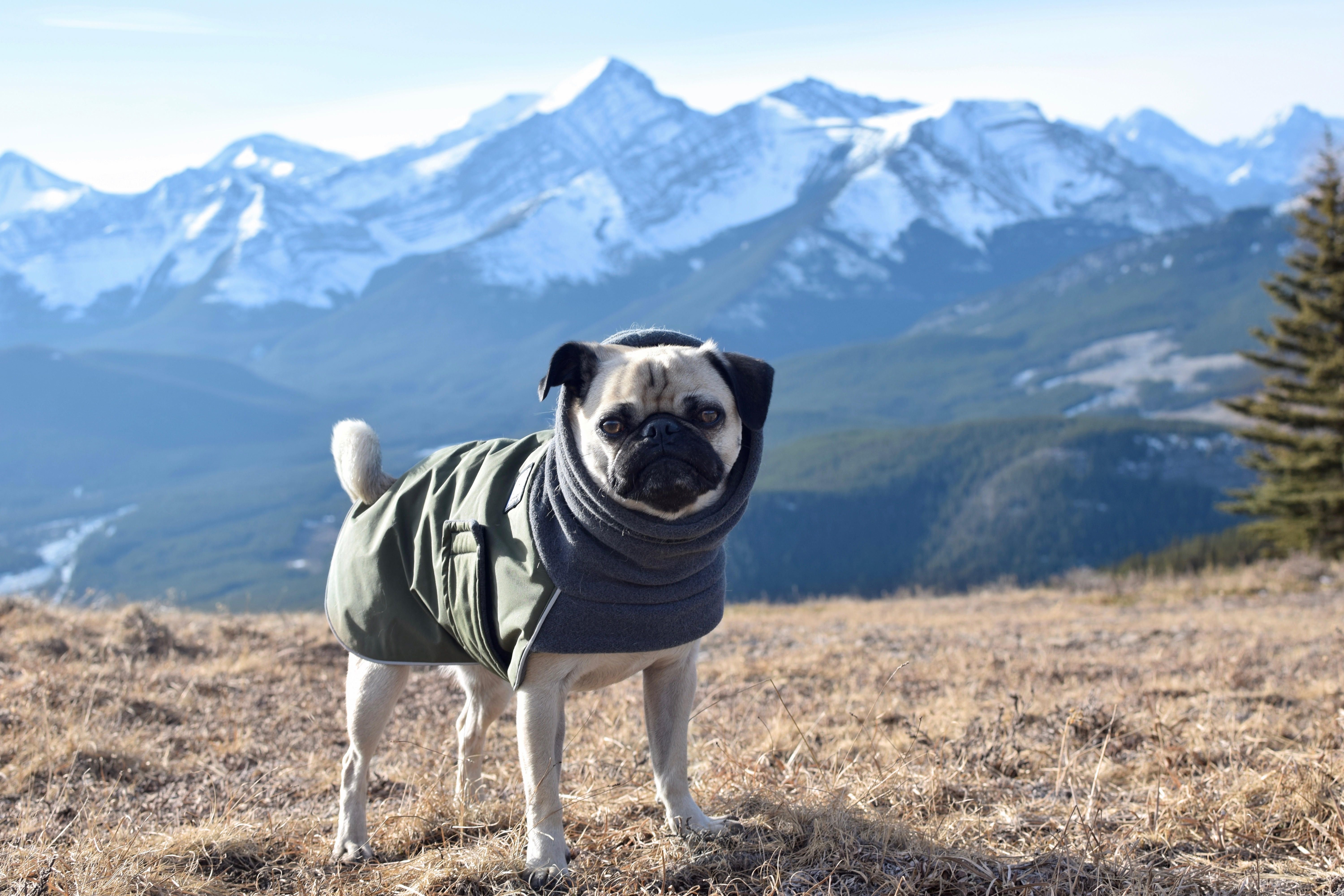 Pin On Pug Apparel
