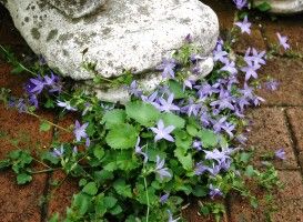 長澤淨美 ど根性の花達 花 庭 下敷き 長澤淨美 ど根性の花達 花 庭 下敷き