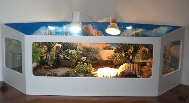 Terrarien für Landschildkröten (mit Bildern) | Landschildkröten