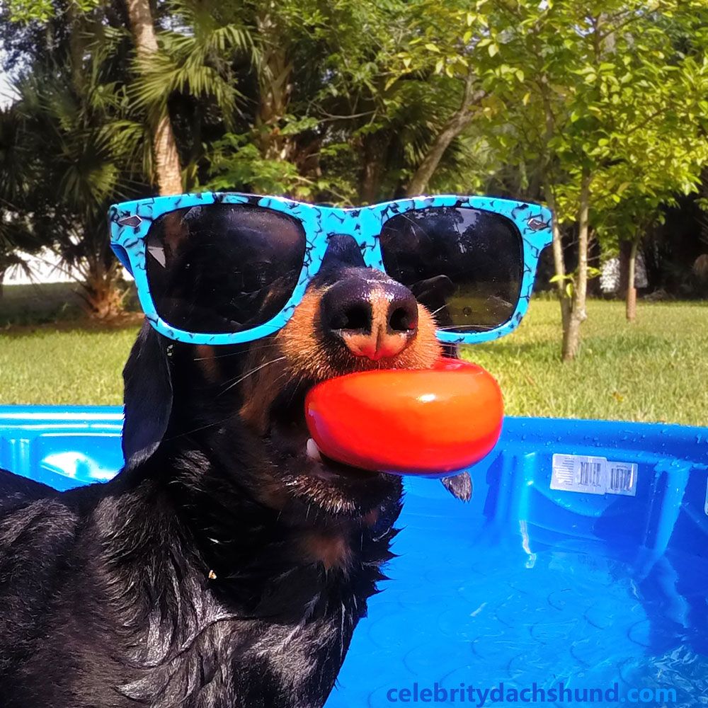 Dachshund Cool In The Pool Dachshund Puppies And Kitties