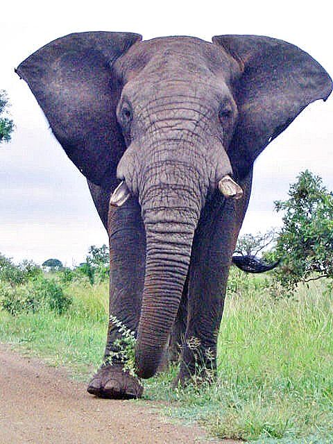 National Honor Society High School Essay Elephant In Kruger National Park South Africa For More Kruger Photos Visit The Blog Writing A High School Essay also Essay Examples For High School Kruger National Park South Africa Photo Essay Y Travel Bucket Health Essays