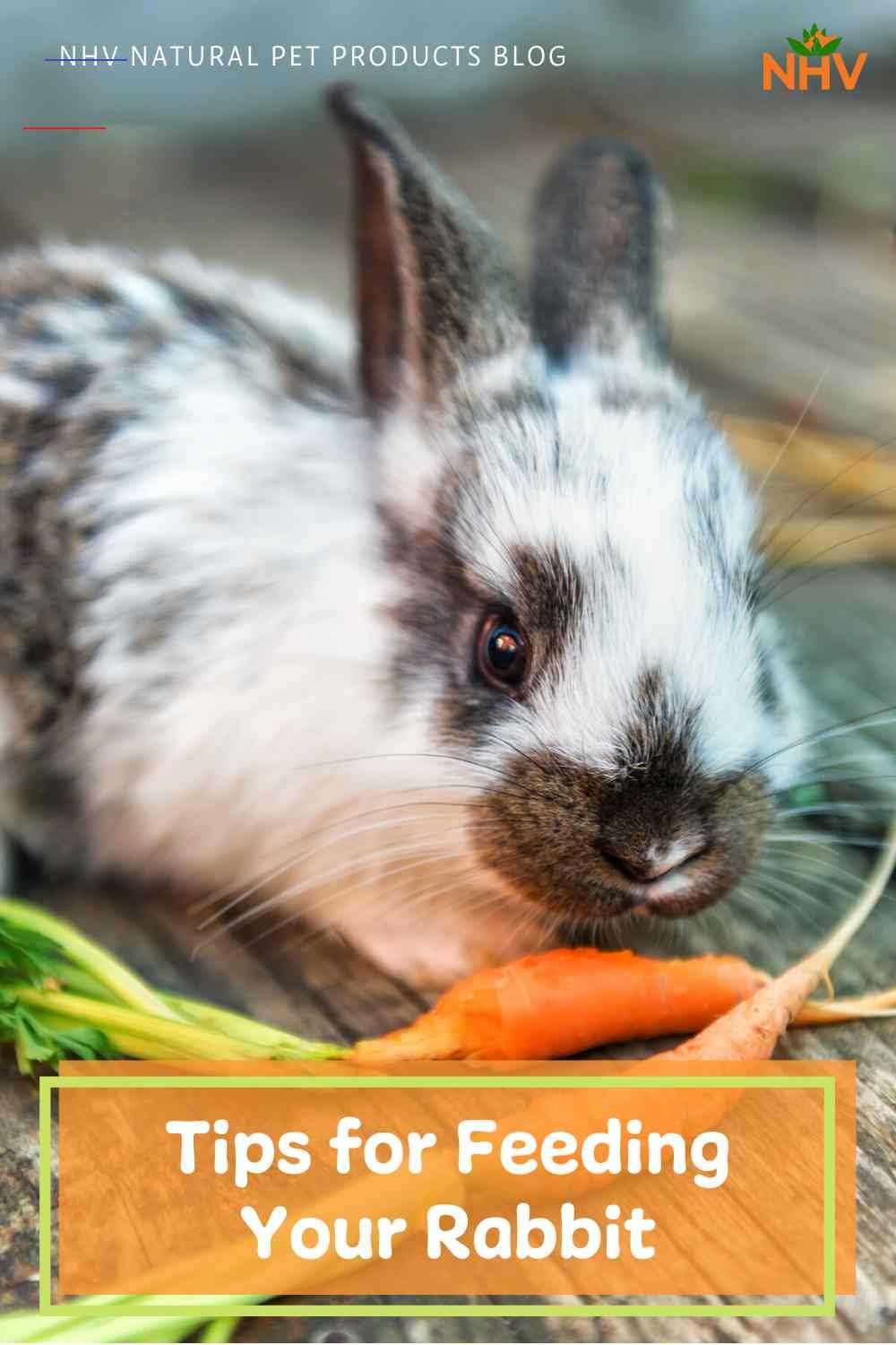 Diet Tips For Rabbits NHV Pet Blog fiberfruits Do you have a