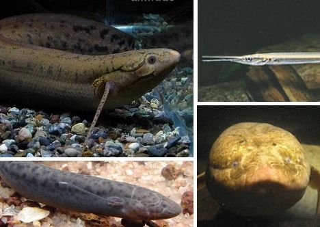 Strange Fish: 12 Unique Freshwater Aquarium Species