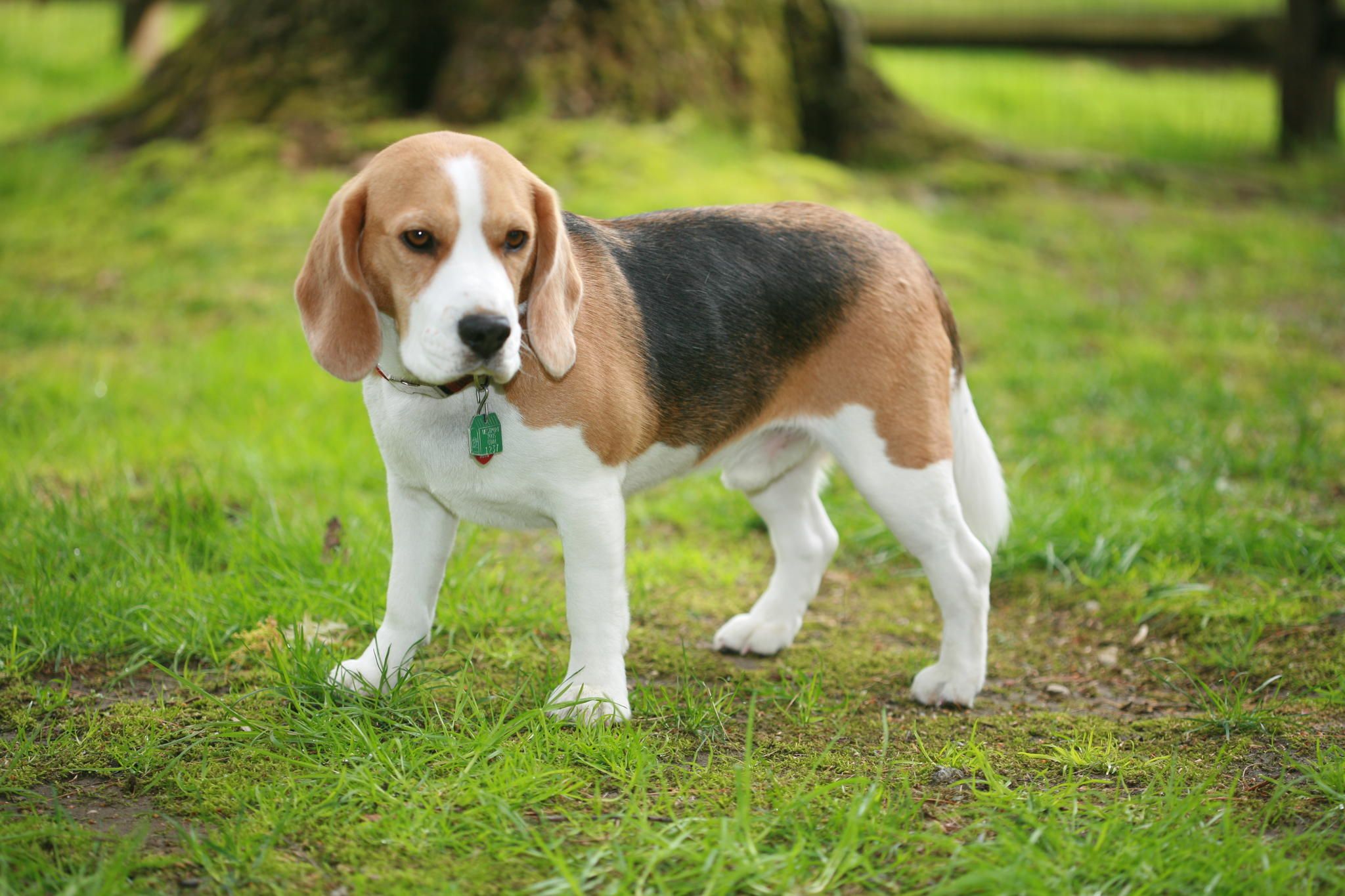 Beagle Uno Westminster Feb Westminster Dog Show Uno The Beagle