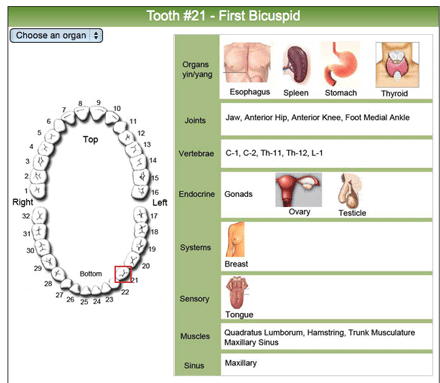 meridian tooth charts signify poor judgment with images tooth meridian chart interactive
