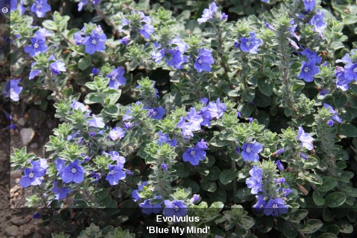 Dwarf Morning Glory Blue My Mind Evolvulus Hybrid Full Sun 6 Dwarf Morning Glory Blue My Mind Evolvulus Hybrid Full Sun