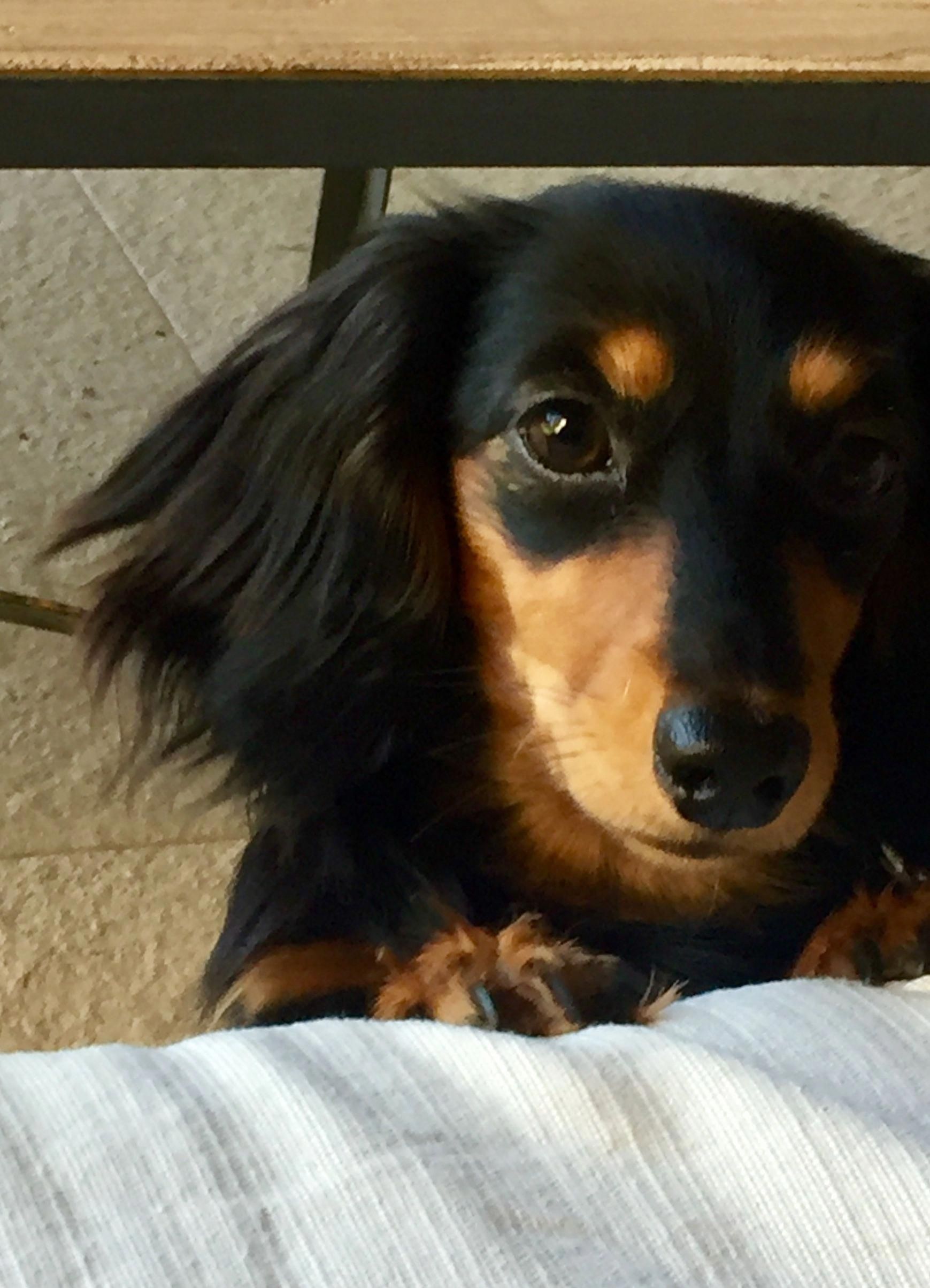 Pin By Susan Powney On Daschunds Baby Dachshund Dachshund Breed