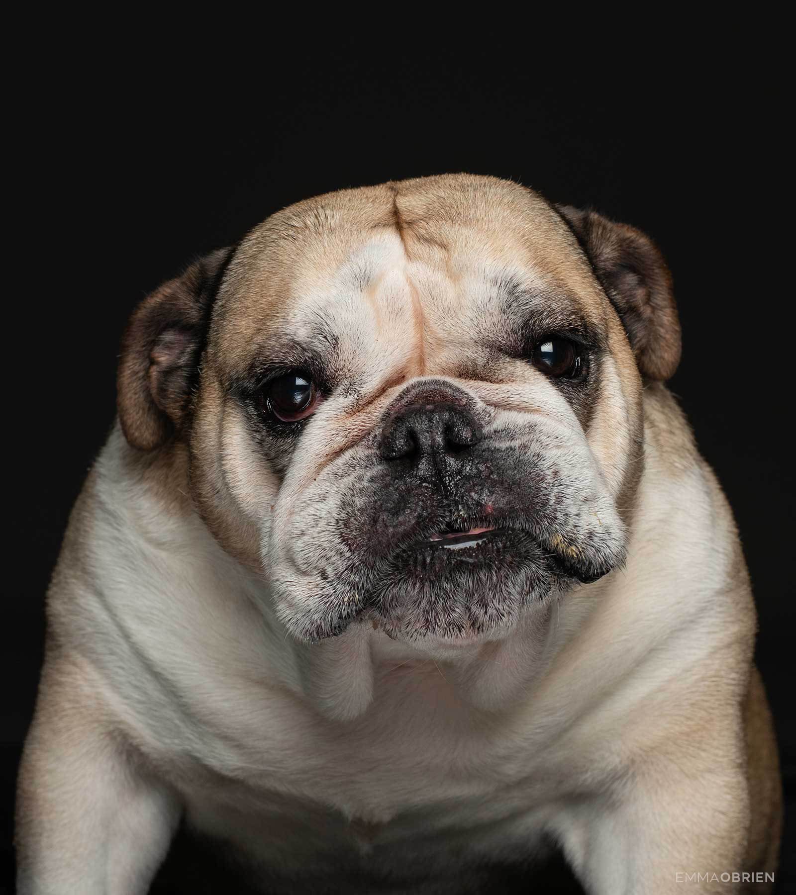 Pedigree rescue dogs photographed by Emma O'Brien and exhibited at the FotoZA Gallery in Rosebank, Johannesburg. #dogphotography #dogportraits #dogphotoshoot #bulldog Husky Rescue, Great Dane Rescue, Rescue Dogs, Dog Portrait Photography, Dog Portraits, Purebred Dogs, Dog Breeder, French Bulldog Rescue