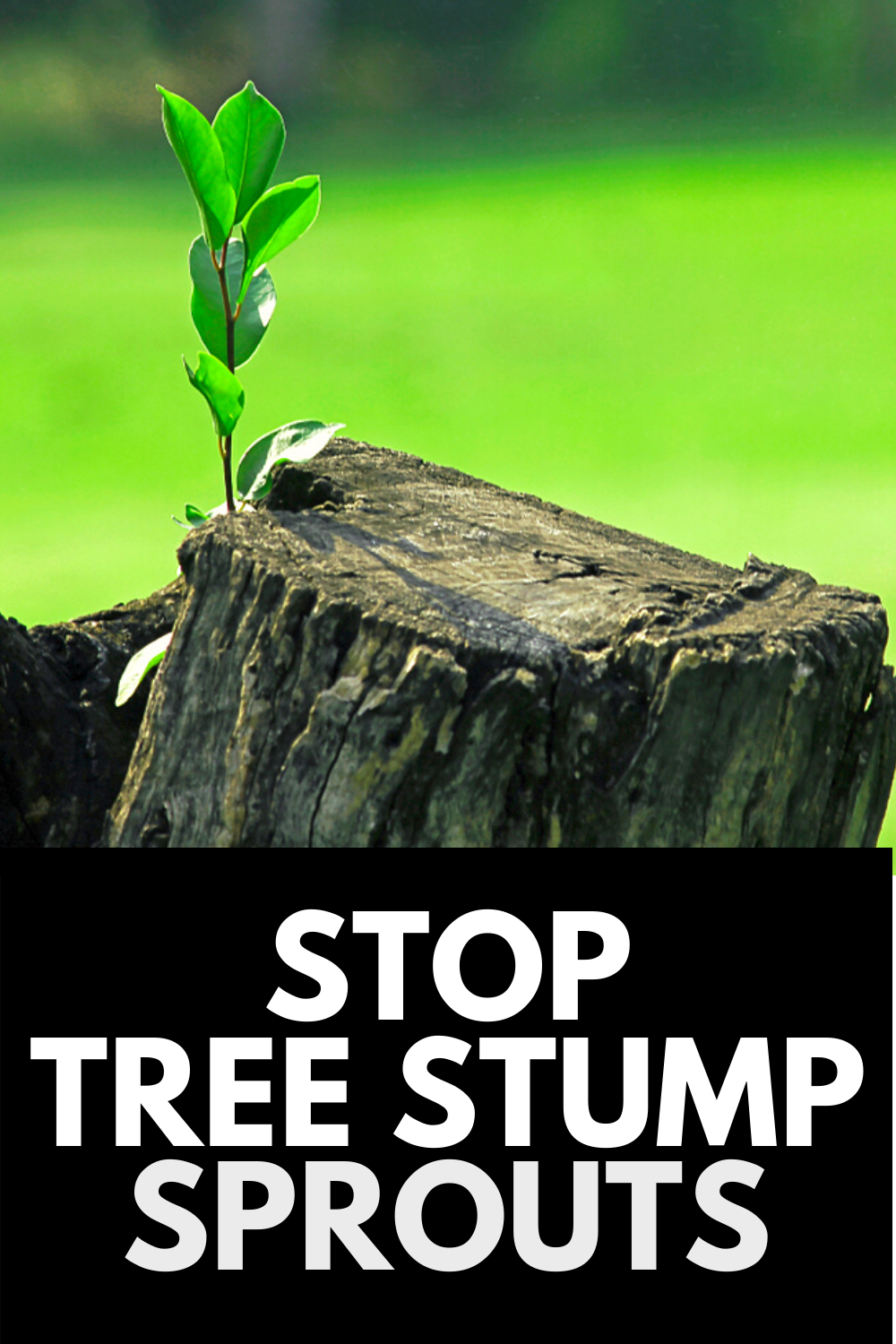 37 tree stump ideas in 2021 tree stump tree stump furniture stumped coconut tree removal on 37 tree stump ideas in 2021 tree stump tree stump furniture stumped 37 tree stump ideas in 2021 tree