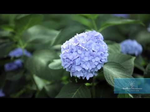 Popular Tokyo Camera Club Beautiful Hydrangeas Hydrangea Landscaping Beautiful Gardens