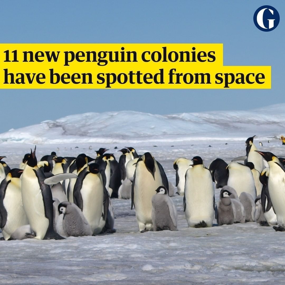 The Guardian On Instagram: “Satellite Images Have Revealed A Throng Of Previously Unknown Emperor Penguin Colonies In Antarc… | Satellite Image, Penguins, Instagram The Guardian On Instagram: “Satellite Images Have Revealed A Throng Of Previously Unknown Emperor Penguin Colonies In Antarc… | Satellite Image, Penguins, Instagram