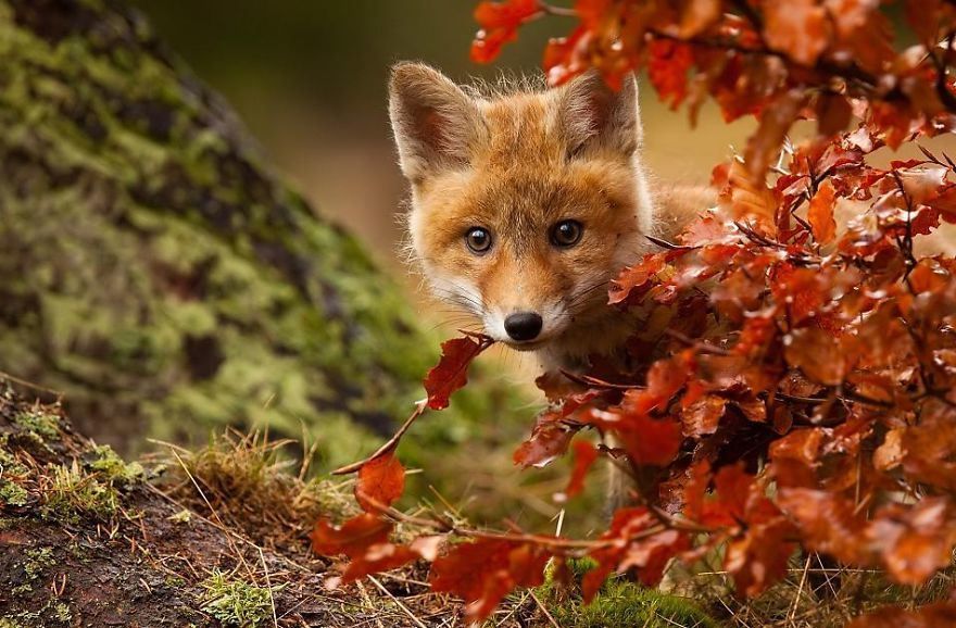 Забавные животные осенью - Фото Животные Apes, Facebook Cover, Fox, Wild, Photos, Fall Season, Animaux, Olive Tree, Pictures