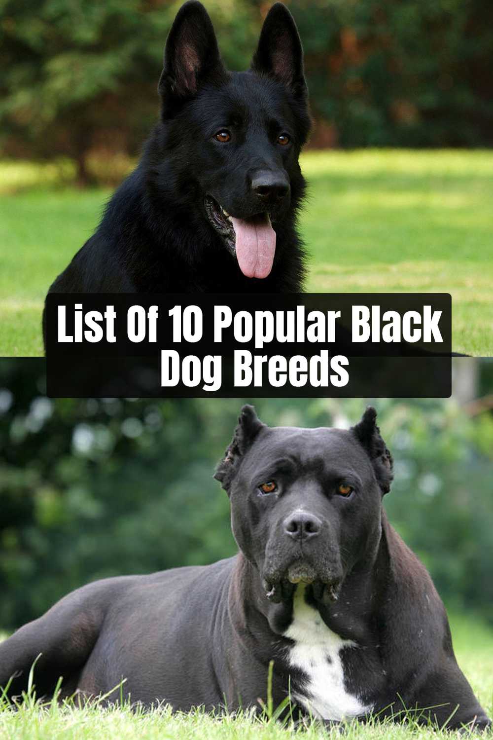 Schipperke Noahsdogs Com Schipperke Dog Dog Breeds Protective Dogs