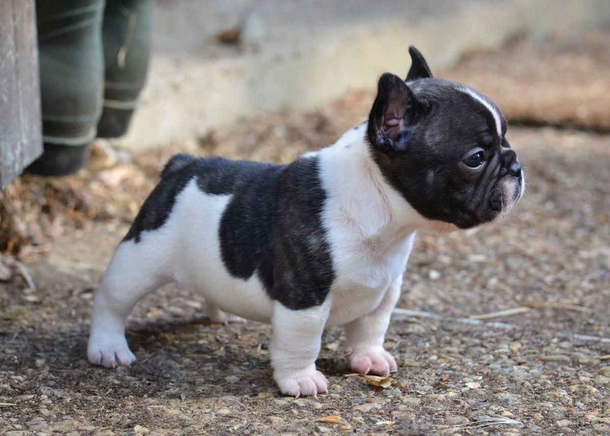 Mini French Bulldog Puppy Adorable Bulldogs Corgipuppies