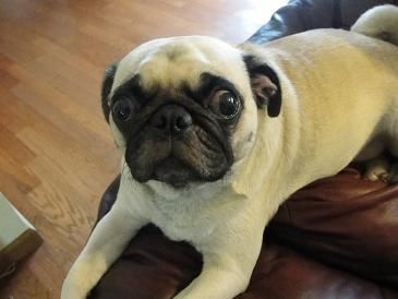 Pretty Zoe Pug Puppies Zoe Pugs