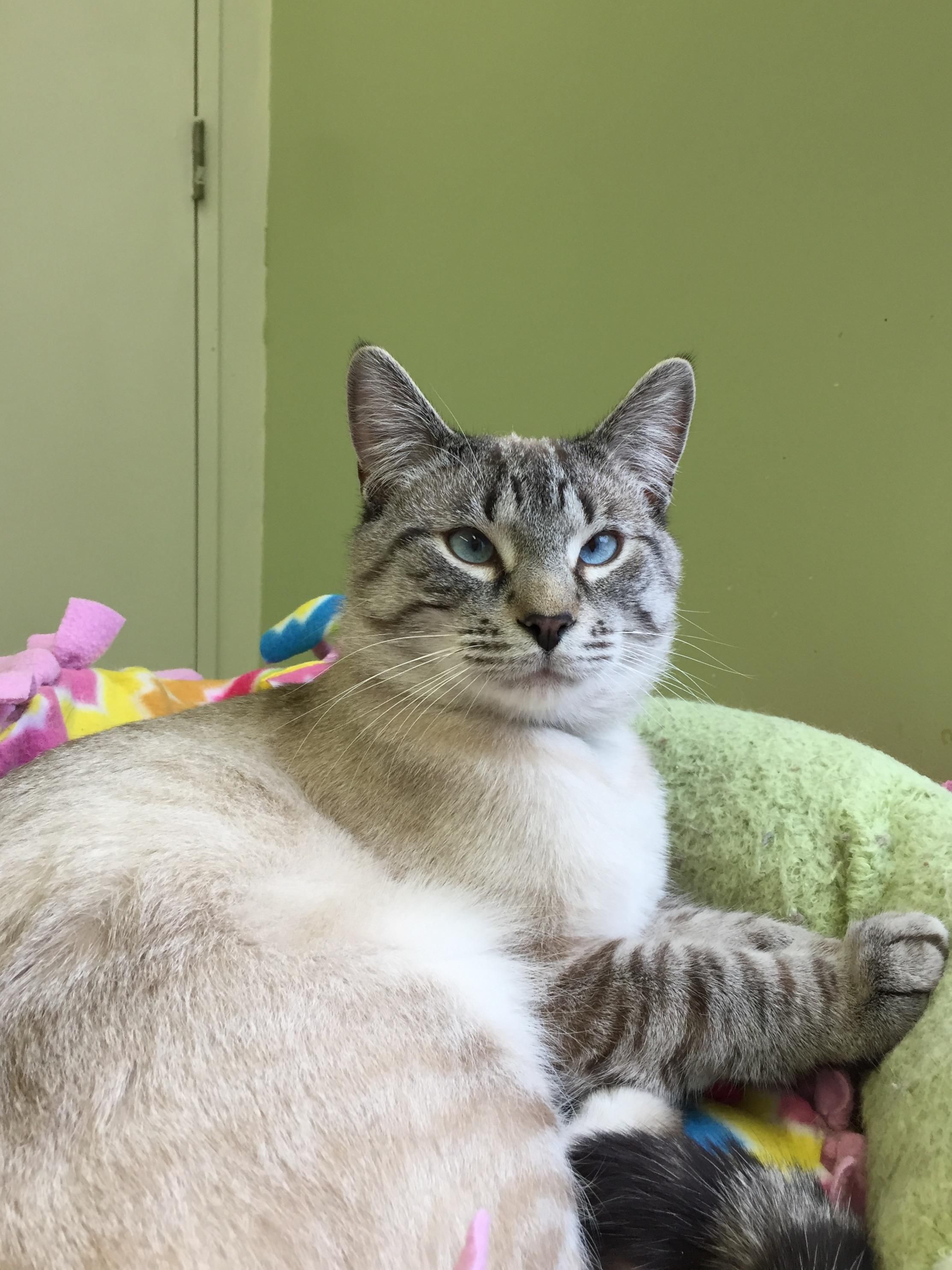 siamese kittens for adoption in michigan