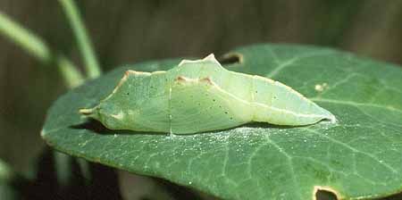 cabbage white | Plant leaves, Cabbage, Plants