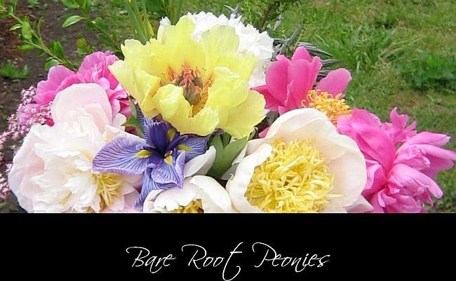 Peonies Peonies Bare Root Peonies Order Now For Fall Shipment From Peony Farm Wa Bare Root Peonies Peony Farm Peonies