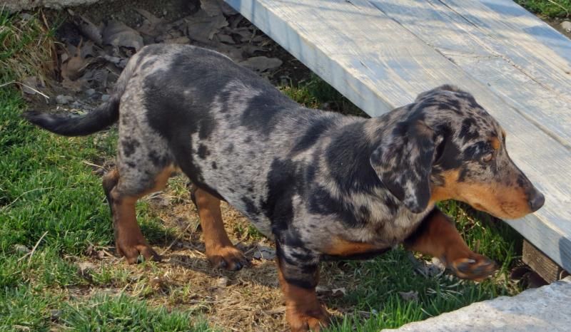 Charlie Is A 4 Month Old Male Dapple Dachshund His Fur Is Short