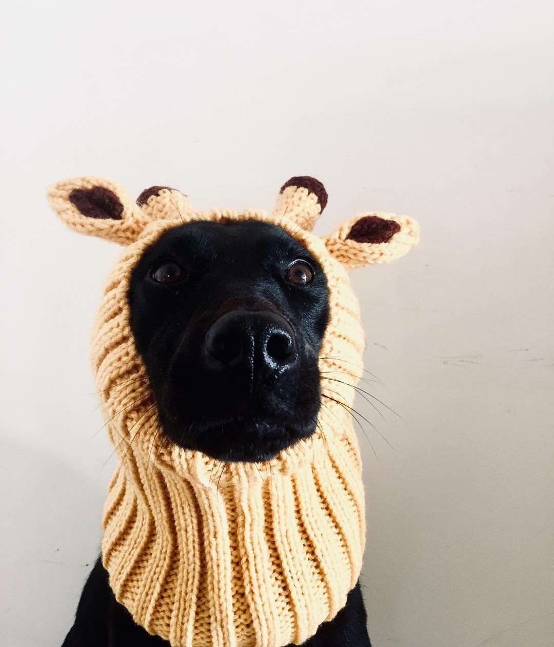 Giraffe Zoo Snood Giraffe Dog Snood Cute Animals