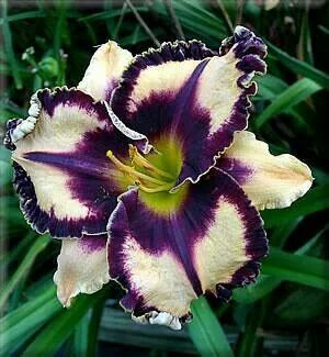 100 Seeds//Lot Hybrid Daylily Flowers Seeds Hemerocallis Lily Indoor Bonsai Home Garden Supplies 10