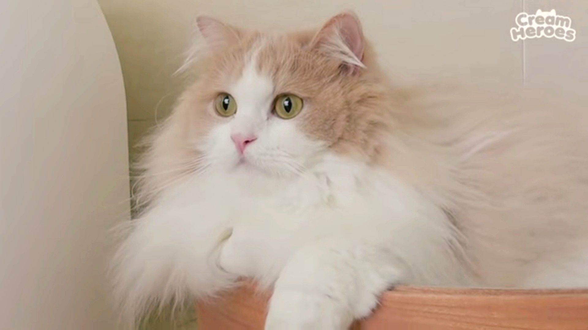 크림 히어로즈 마이너 갤러리 #Creamheroes #cat #gato #neko #DD #dd #디디 #둔둔 #크림히어로즈 #귀염 #cute | 귀여운 고양이