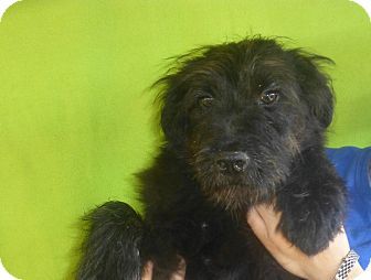 3 27 14 Oviedo Fl Great Pyrenees Giant Schnauzer Mix Meet