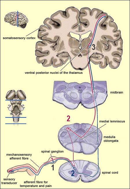 brain from the top to bottom Cfnm and stripper and videos