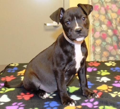 Delightful Veronica Is An Adoptable Dog Pit Bull Terrier Mix