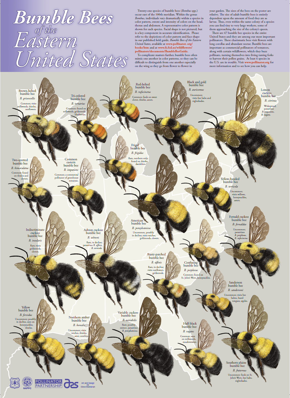 Scientific Illustration — dendroica: dendroica: Identification posters ...