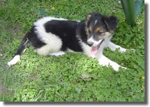 Great Lakes Border Collie Rescue A Border Collie Rescue