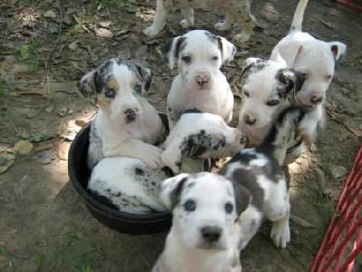 Pure Breed Catahoula Puppies Dog Breed Info Catahoula Leopard
