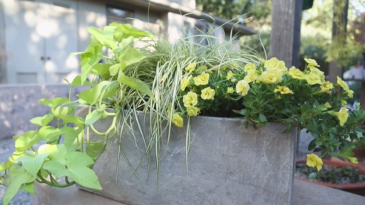 Plant a Lemon-Lime Garden