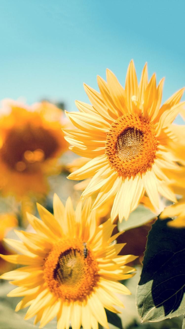 pics Iphone Fond Ecran Tournesol iphone wallpapers