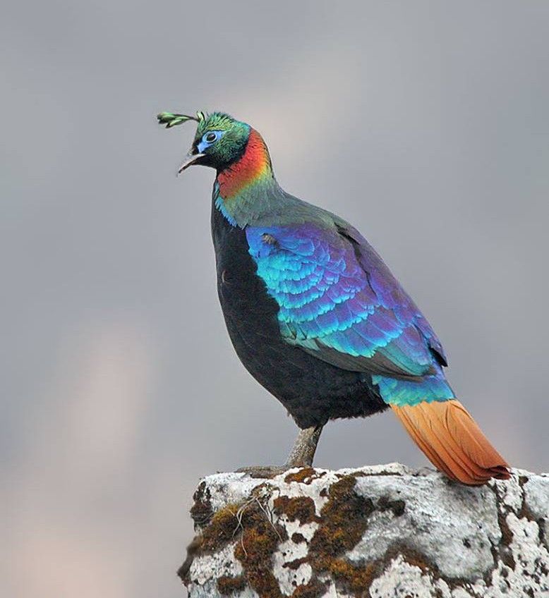 Himalayaglansfazant Himalayan Monal Lophophorus Impejanus In India By Mamta Megha Himalayaglansfazant Himalayan Monal Lophophorus Impejanus In India By Mamta Megha