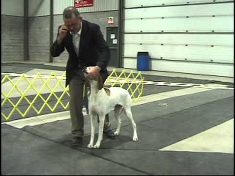 Dog Show Tips Episode 1 The No Fuss Stack Dog Behavior Dog