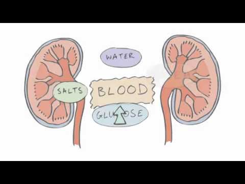 89 Cool Homeostasis biology drawing for Ideas