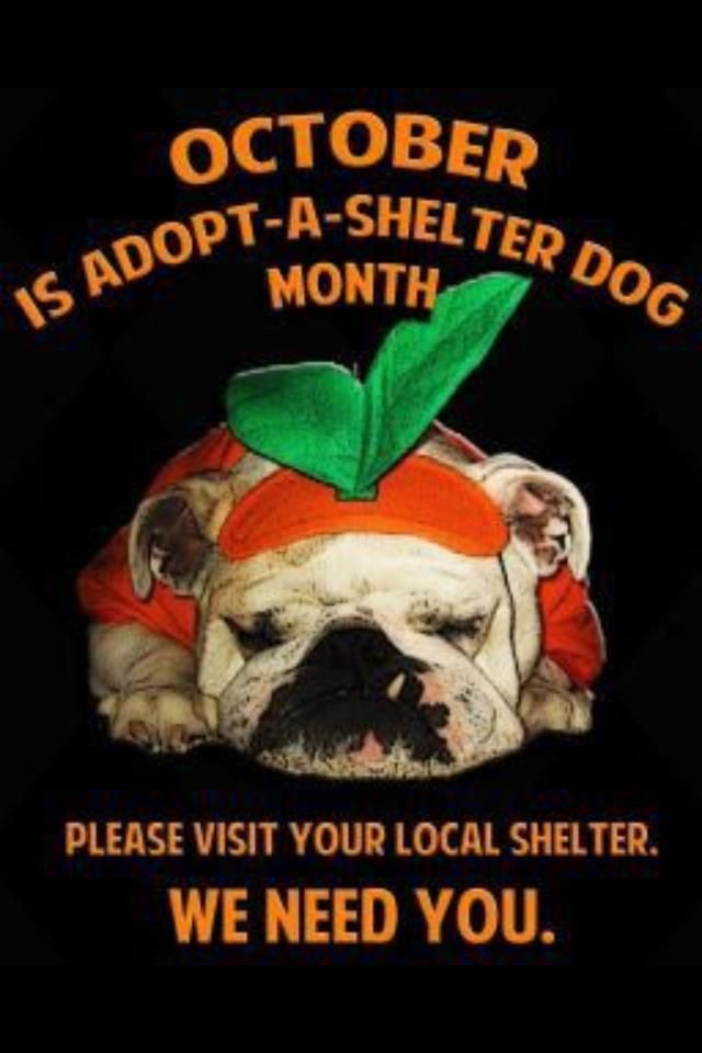 LAST CHANCE VISIT YOUR LOCAL SHELTER TODAY AND TOMORROW ADOPT LAST CHANCE VISIT YOUR LOCAL SHELTER TODAY AND TOMORROW ADOPT