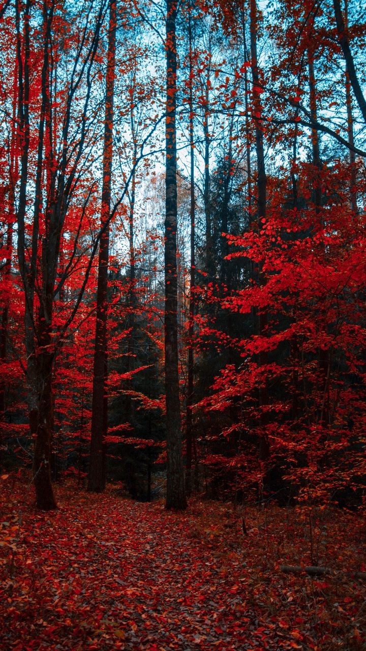 720x1280 Wallpaper autumn, forest, trees, foliage, autumn colors #autumnscenery